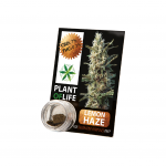 CBD Hash Solide 3.8% Lemon Haze 1g