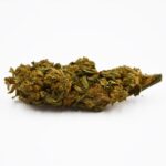 Swiss Cheese CBD
