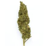 Limoncello CBD